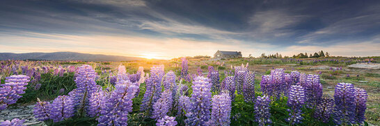 Morning light with old Church of the Good Shepherd, Lake Tekapo in New Zealand.